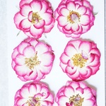 押し花商品【バラ　キャロル】