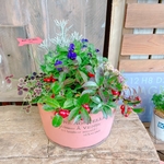 現品SALE♡オレンジ系ブリキ鉢♡【たっぷり７種類ガーデニング】華やかな寄せ植え♡アイアンピックつき♪