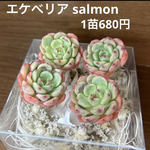 多肉植物 韓国苗 エケベリア salmon