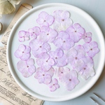 【押し花素材】紫陽花　着色　ピンク　　pressed flowers
