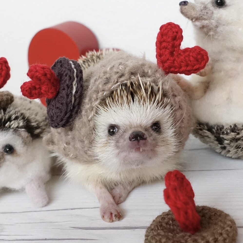 hacodeco様　ハリネズミ　ニット帽はりねずみ 作家　ぬいぐるみ hacodeco様 ハリネズミ ニット帽はりねずみ 作家 ぬいぐるみ ぬい