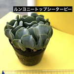 多肉植物 韓国苗 ルンヨニートップシータービー