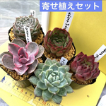 多肉植物 韓国苗 寄せ植えセット