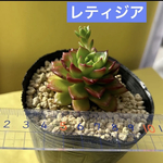 多肉植物 韓国苗 レティジア