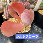 多肉植物 韓国苗 シルシフローラ