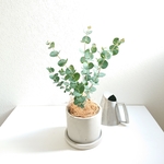 ●数量限定●新作●ユーカリの樹　 ”ユーカリ　グニー　鉢/受け皿セット（セメント製）”　観葉植物　グニユーカリ　人気　おしゃれ　育てやすい