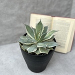 アガベ　ポタトラム♡大株　雷神錦　バリエガータ　ドライガーデン　多肉植物　男前