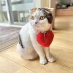 バレンタイン もふもふハート 赤