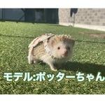 ハリネズミさんのハーネス🦔