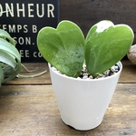 ハートホヤ♡ラブラブハート♡多肉植物♡インテリア♡ガーデニング