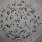 押し花 素材 スズランエリカ　💐