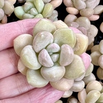 【多肉植物】バブルガム（名札付き）
