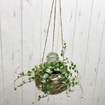 花芽付き♡  カランコエ  フィフィ  ナチュラルバスケット ハンギング