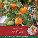 袋掛け紅みかん 当農園オリジナル品種 夕日色の 紅みかん 4kg (S以下) 秀品〜優品 マルチ栽培 農園直送