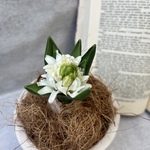 ヒヤシンスの鉢植え♡観葉植物　いい香り　そのまま飾れる　球根