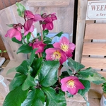 お得！現品♡【クリスマスローズ 氷の薔薇５寸サイズ】かっこいい赤系♡蕾もたっぷり♡毎年楽しめます♪アーリーローズ
