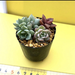 多肉植物 韓国苗 睡蓮 ブロンズ姫 プロリフィカ