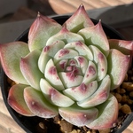 【水蜜桃　エケベリア】♡韓国苗♡多肉植物　２