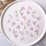 2023年押したて...♡【押し花素材】桜　横向き　サクラ
