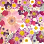 ♡new♡作家様必見♡押し花MIXセット♡押し花セット