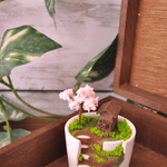 割れた器に小さな世界を　petit spring