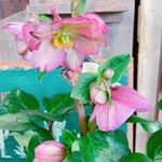 お得！現品♡【クリスマスローズ 氷の薔薇５寸サイズ】ナチュラルピンク系♡蕾もたっぷり♡毎年楽しめます♪ロゼッタ