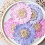 【押し花素材】ガーベラ　着色ピンク＆紫　pressed flowers