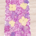 【押し花 素材】ピンク系アジサイセット⑩