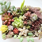 冬季限定‼️ちまちま寄せ植え＊紅葉中‼️＊抜き苗