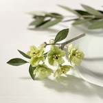 布花🌿黄緑色のうこん桜のコサージュ　大