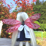 オビツ11 翅赤  注意有り
