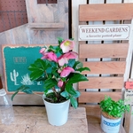 お得！現品ラスト♡【クリスマスローズ 氷の薔薇５寸サイズ】ナチュラルピンク系♡蕾もたっぷり♡毎年楽しめます♪ロゼッタ