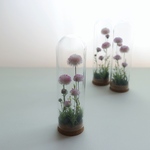 Botanicalglassdome きつねあざみ