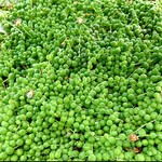 【育成説明書】多肉植物　グリーンネックレス50グラムセット