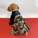 犬の袴✨本格着物&袴 京都西陣織金襴 雷文菱に玉持龍 わんこ着物 犬服