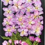 H-83　押し花　さくら 25枚　つぼみ付き