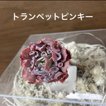 多肉植物 韓国苗 トランペットピンキー