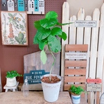 現品♡【すらっとウンベラータ】オシャレなハートリーフグリーン♡人気観葉植物！ナチュラル白系ブリキ鉢♪