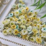 🆕かすみ草 ドライフラワー グラデーションミント レジン ハーバリウム 花材 1185