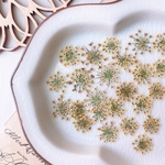 【押し花素材】レースフラワー　着色　ラテ　pressed flowers