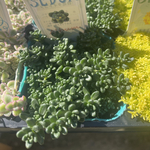 とげとげハウス　白花タイトゴメ　　セダム
