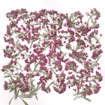 アリッサムの押し花⑥
