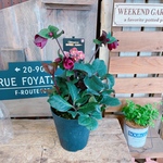 お得！現品♡【クリスマスローズ 氷の薔薇５寸サイズ】ダークレッド系♡蕾もたっぷり♡毎年楽しめます♪メルロー