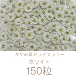 ホワイト かすみ草ドライフラワー 150粒