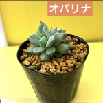多肉植物 韓国苗 エケベリア オパリナ