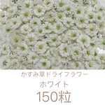 ホワイト かすみ草ドライフラワー 150粒