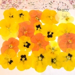 ♡new♡送料無料 ☆ビオラ☆ 押し花セット