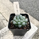 ハオルチア 紫 オブツーサ 2.5号