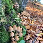 Komari***さま　ご注文分です　【 リバティ・フューシャ　ピンク】