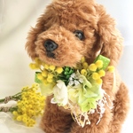 犬お花チョーカー≪ミモザの日≫　写真撮影　トリミング　首飾り　犬猫アクセサリー　ヘッドアクセ　うちの子　結婚式